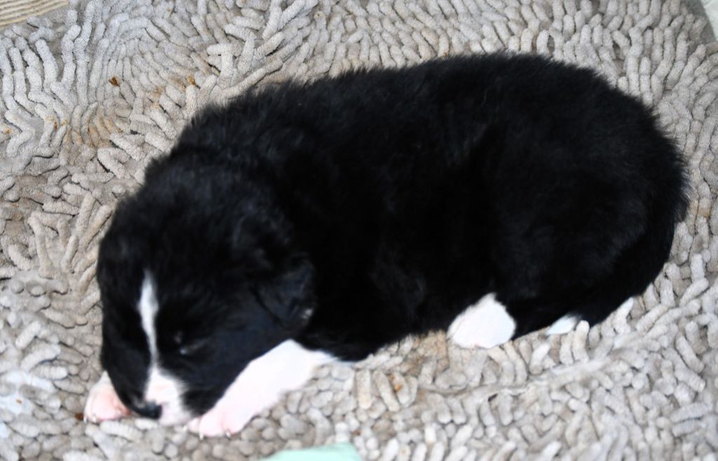 des Rêves d'Eole - Chiots disponibles - Berger Australien