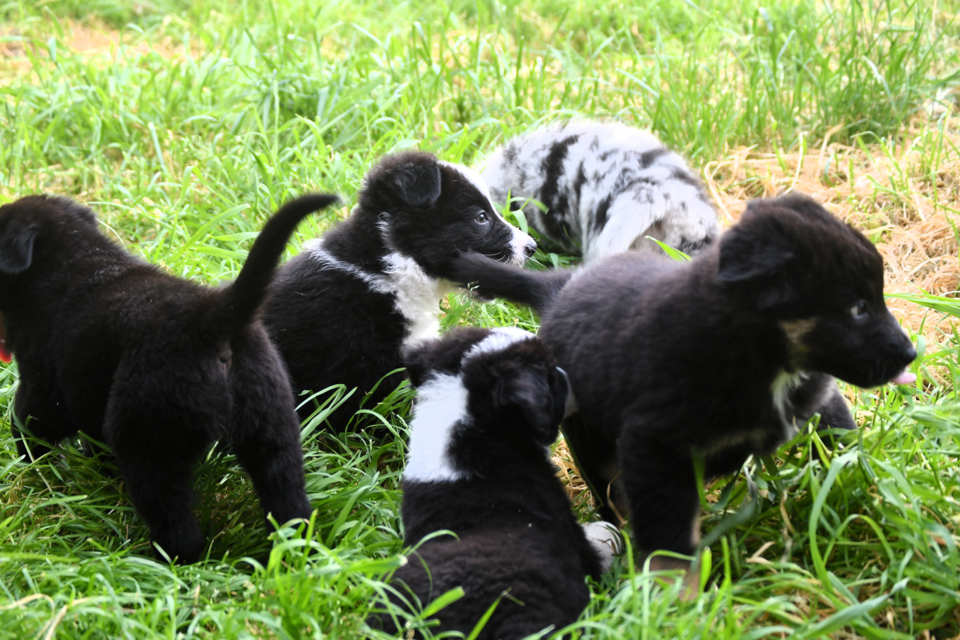 Chiot Berger Australien des Rêves d'Eole