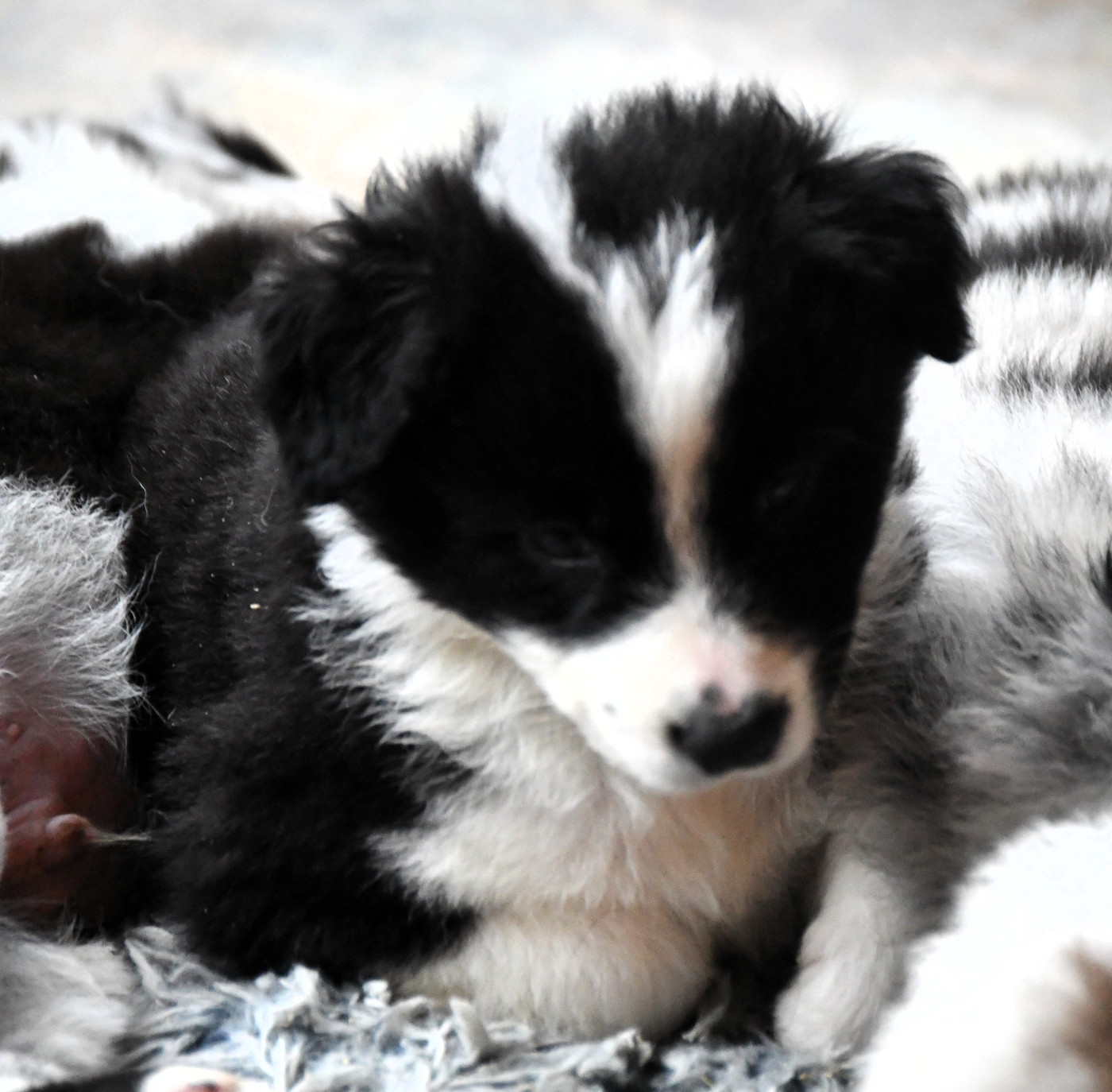des Rêves d'Eole - Chiots disponibles - Berger Australien