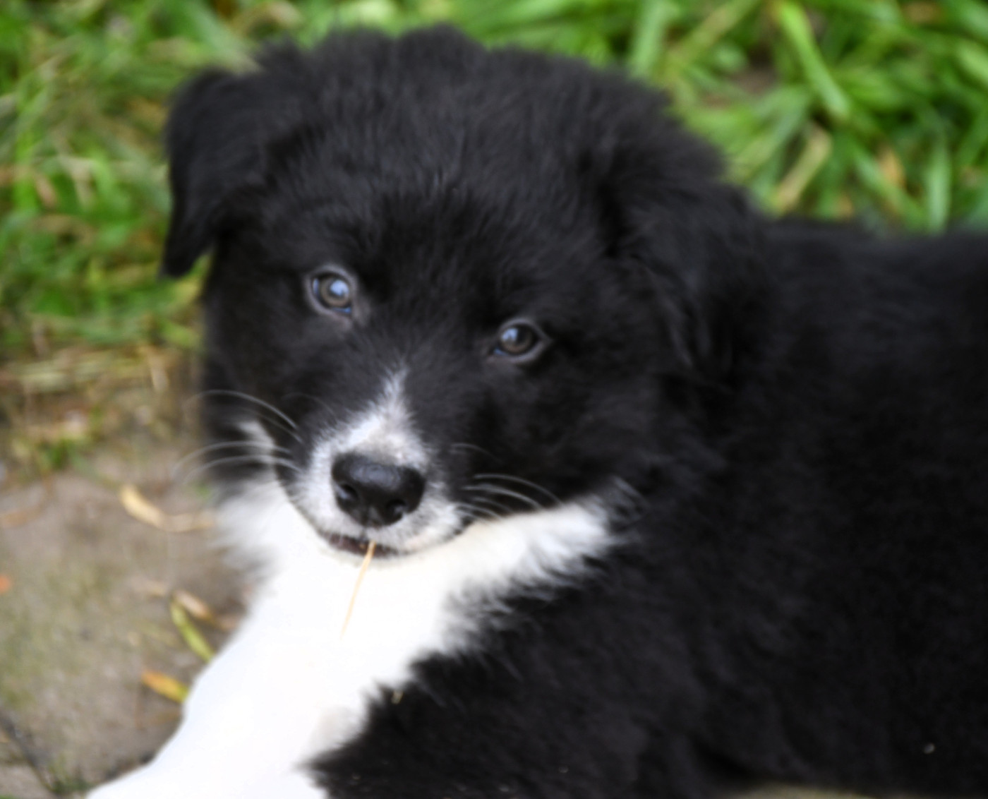 des Rêves d'Eole - Chiots disponibles - Berger Australien
