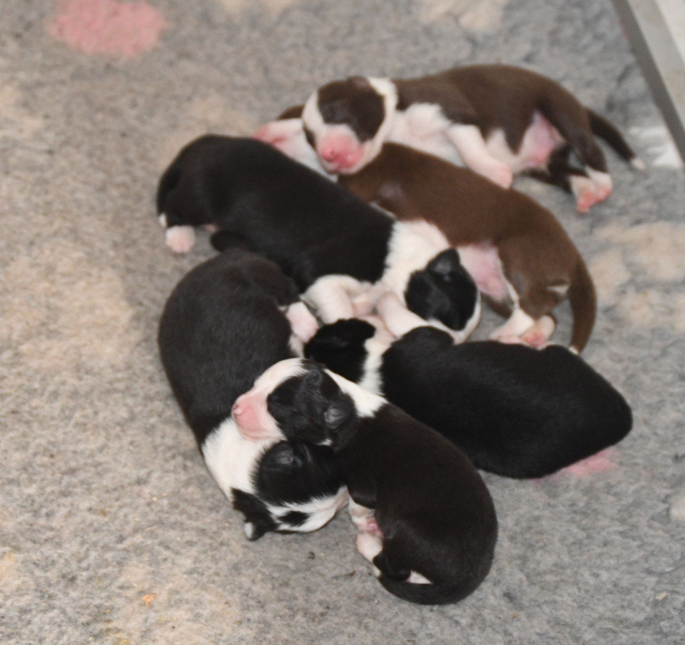 des Rêves d'Eole - Chiots disponibles - Berger Australien