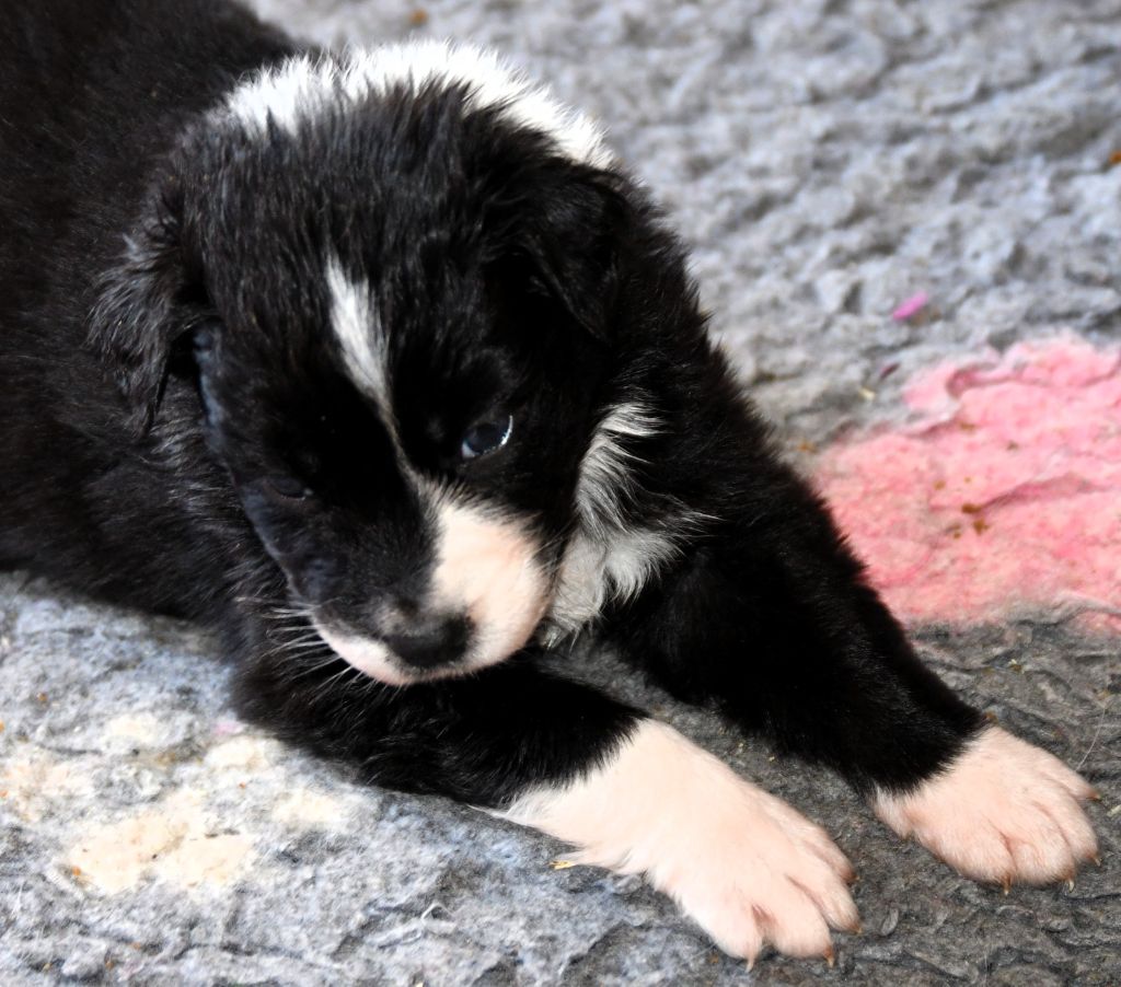 des Rêves d'Eole - Chiots disponibles - Berger Australien