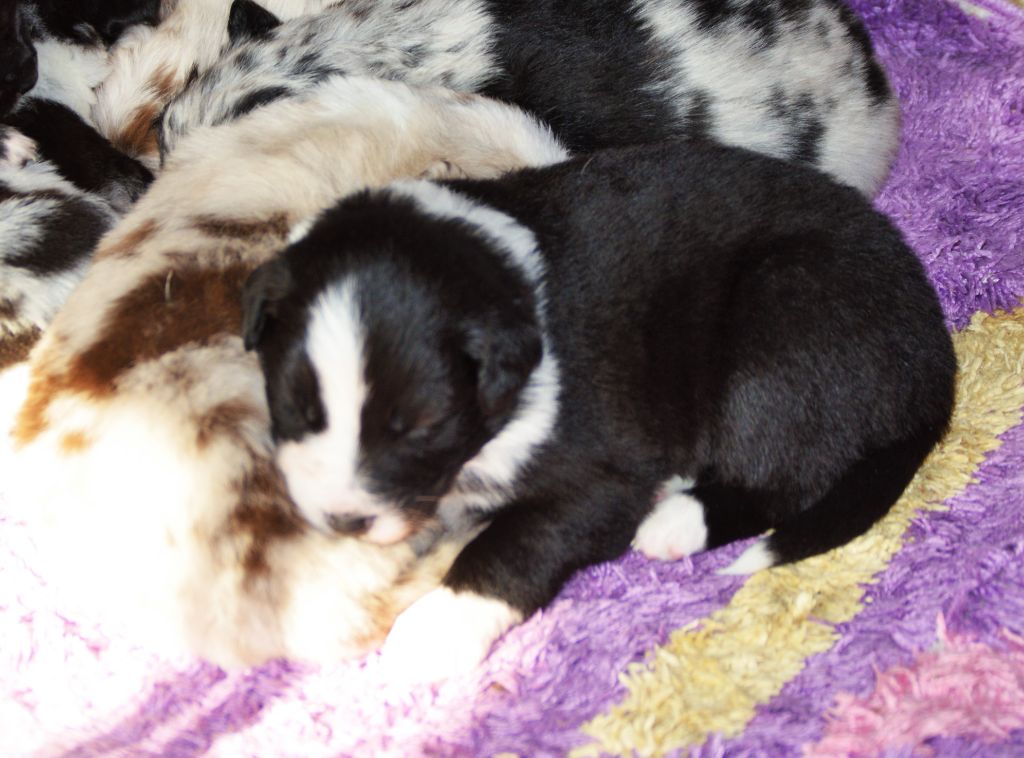 CHIOT 1