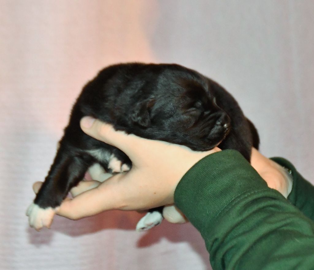 CHIOT 2