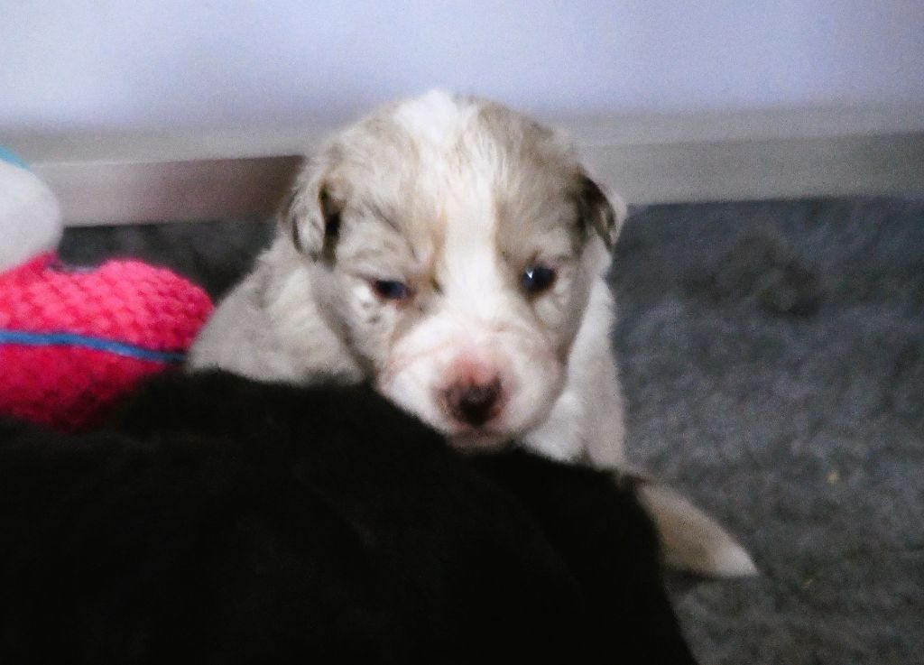 CHIOT 3