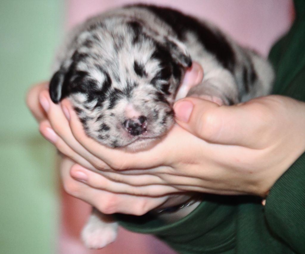 CHIOT 6