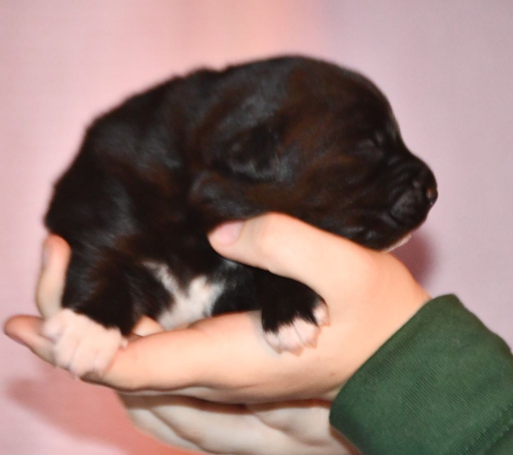 CHIOT 5
