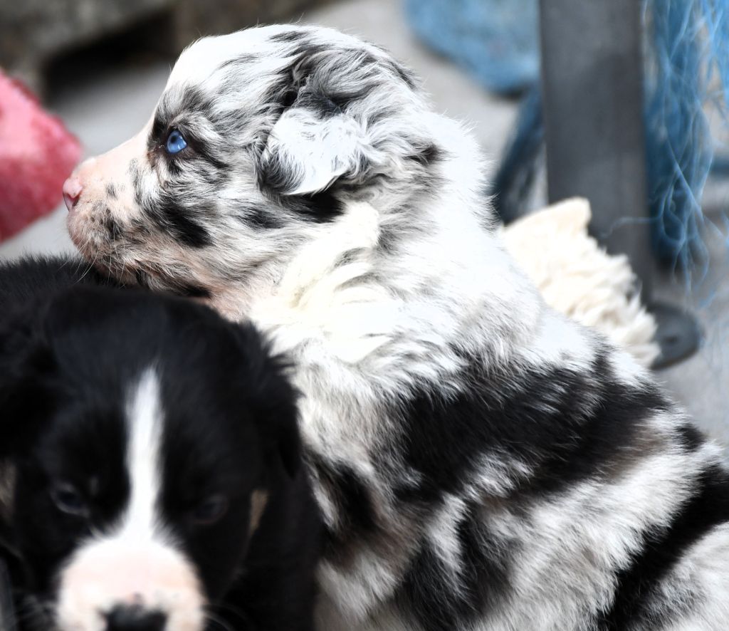 des Rêves d'Eole - Chiots disponibles - Berger Australien
