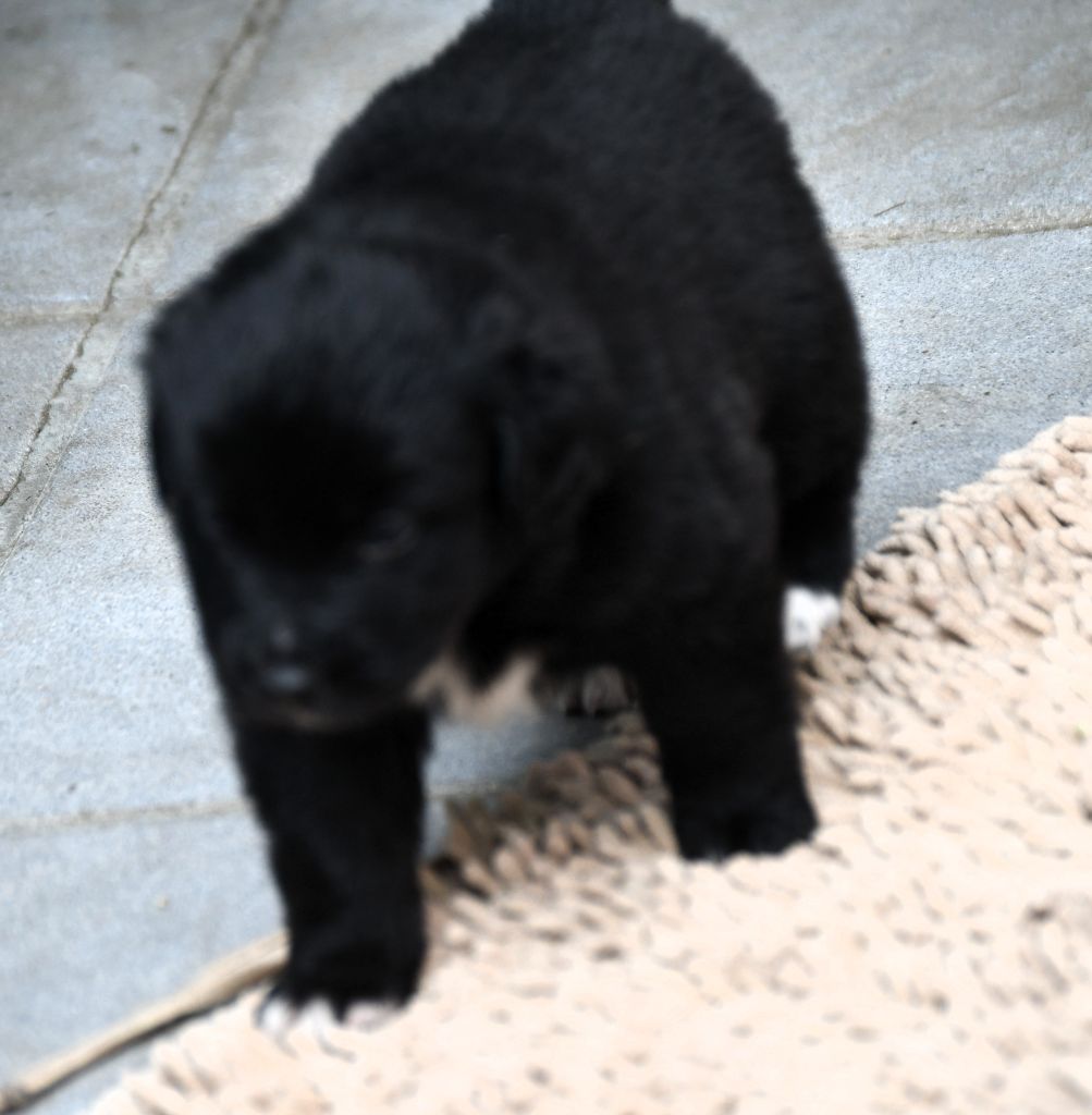 des Rêves d'Eole - Chiots disponibles - Berger Australien