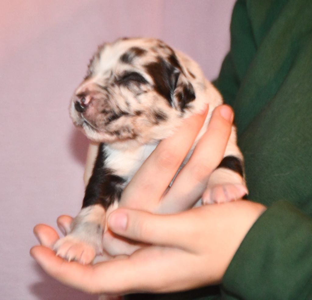 CHIOT 4