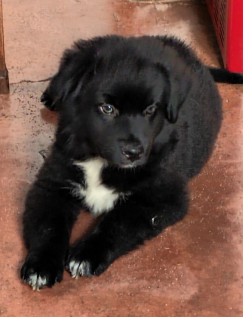 des Rêves d'Eole - Berger Australien - Portée née le 05/06/2023