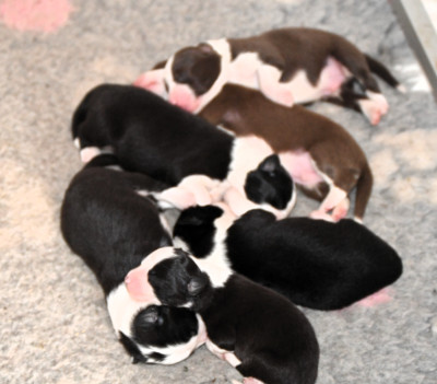 Zut