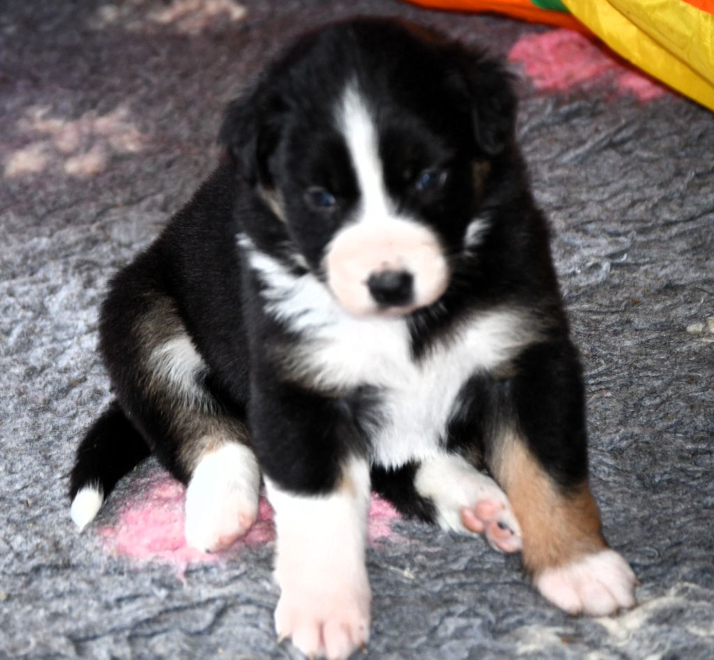 des Rêves d'Eole - Chiots disponibles - Berger Australien