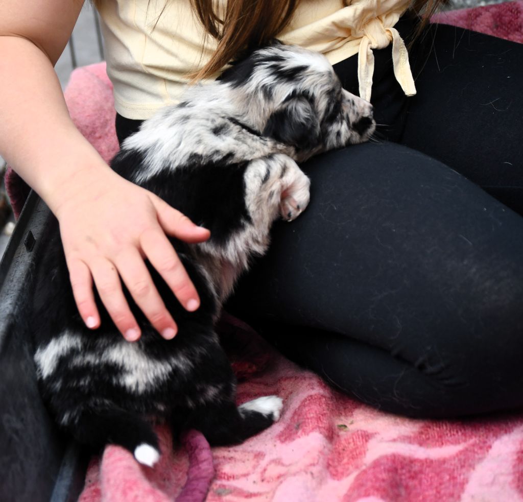 des Rêves d'Eole - Chiots disponibles - Berger Australien
