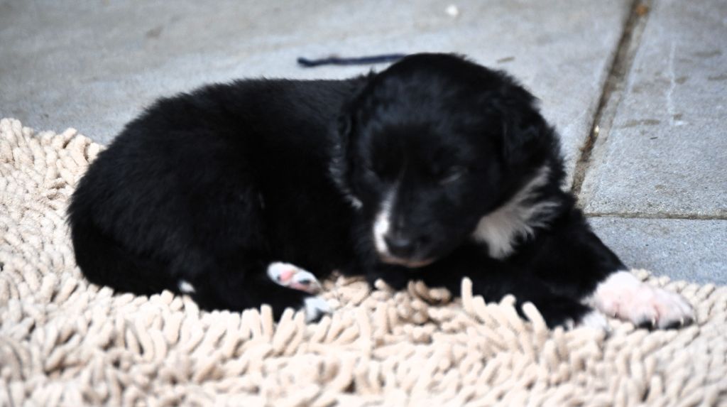des Rêves d'Eole - Chiots disponibles - Berger Australien