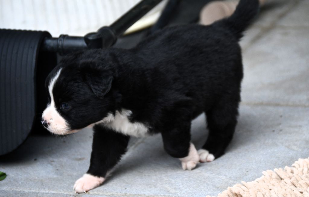 des Rêves d'Eole - Chiots disponibles - Berger Australien