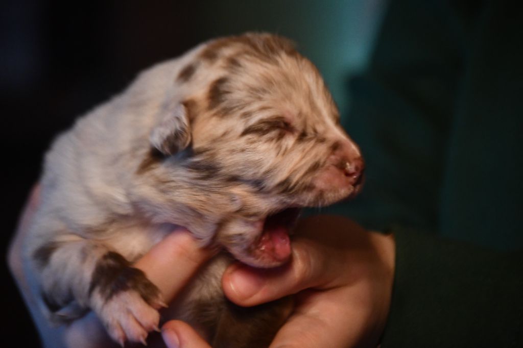 CHIOT 7
